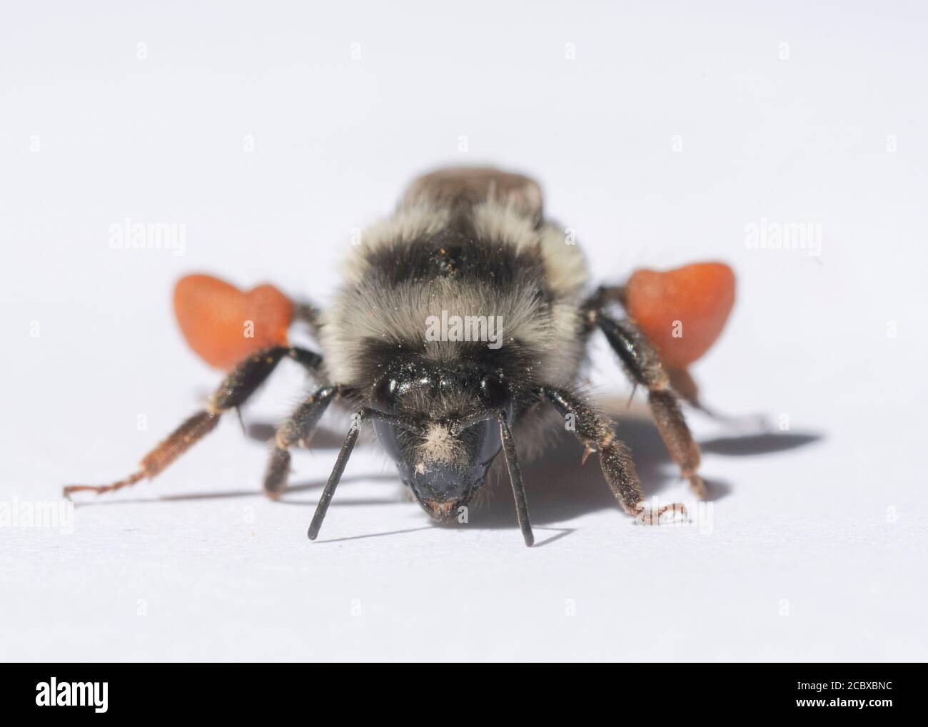 Zweiform-Bumble Bee (Bombus bifarius) Arbeiter mit voller Pollenbelastung Stockfoto