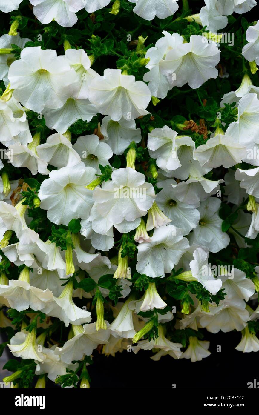 Schöne weiße Petunia Blumen füllen den ganzen Rahmen Stockfoto