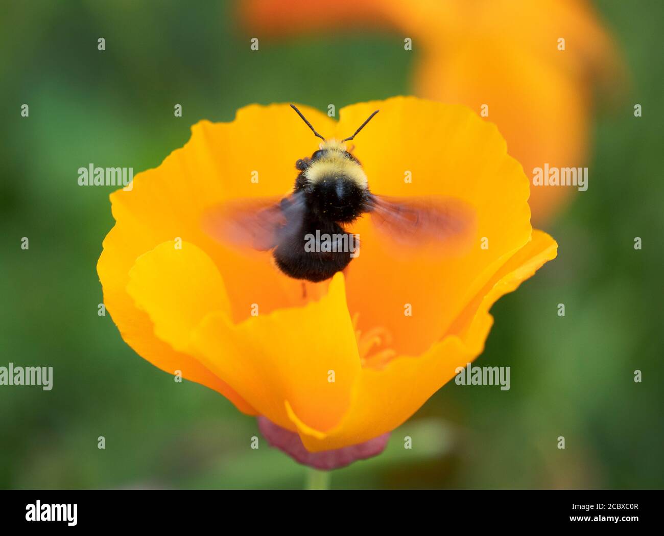 Gelbgesichtige Bumble Bee (Bombus vosnesenskii) Sammeln von Pollen in Kalifornien Mohnblume Stockfoto