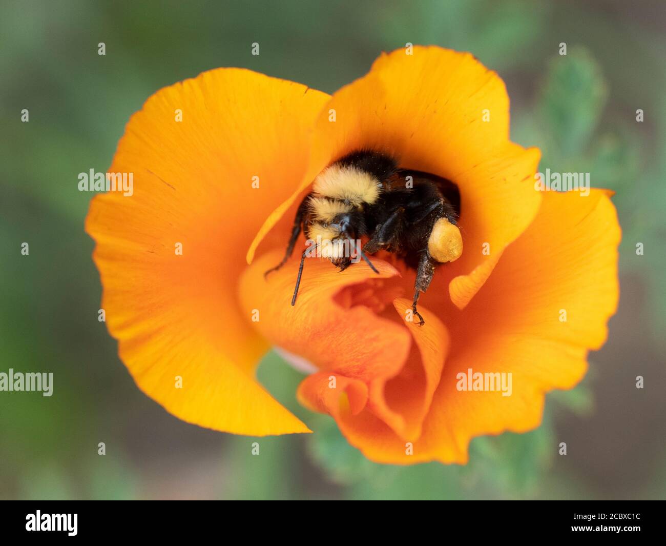 Gelbgesichtige Bumble Bee (Bombus vosnesenskii) Sammeln von Pollen in Kalifornien Mohnblume Stockfoto