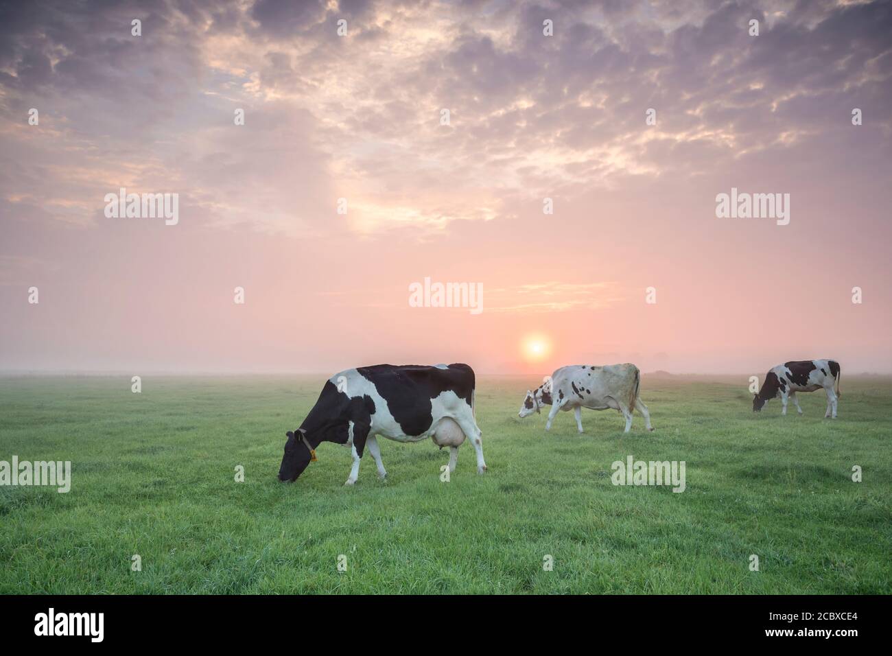 Wenige Kühe grasen auf der Sommerweide bei Sonnenaufgang, Holland Stockfoto