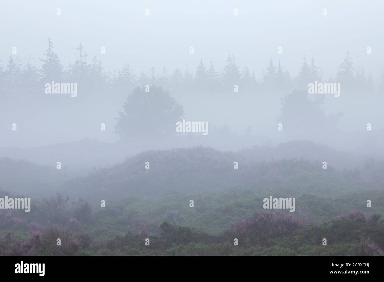 Nebliger Morgen über Hügeln mit Heide und Wald im Sommer Stockfoto