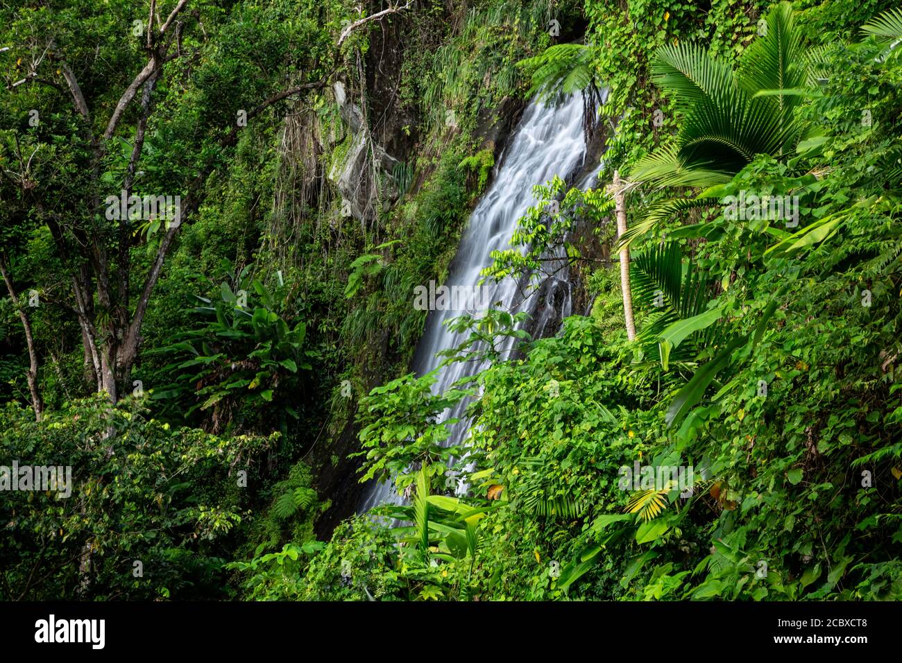 La Coca Wasserfälle, El Yunque National Forest, Luquillo, Puerto Rico Stockfoto