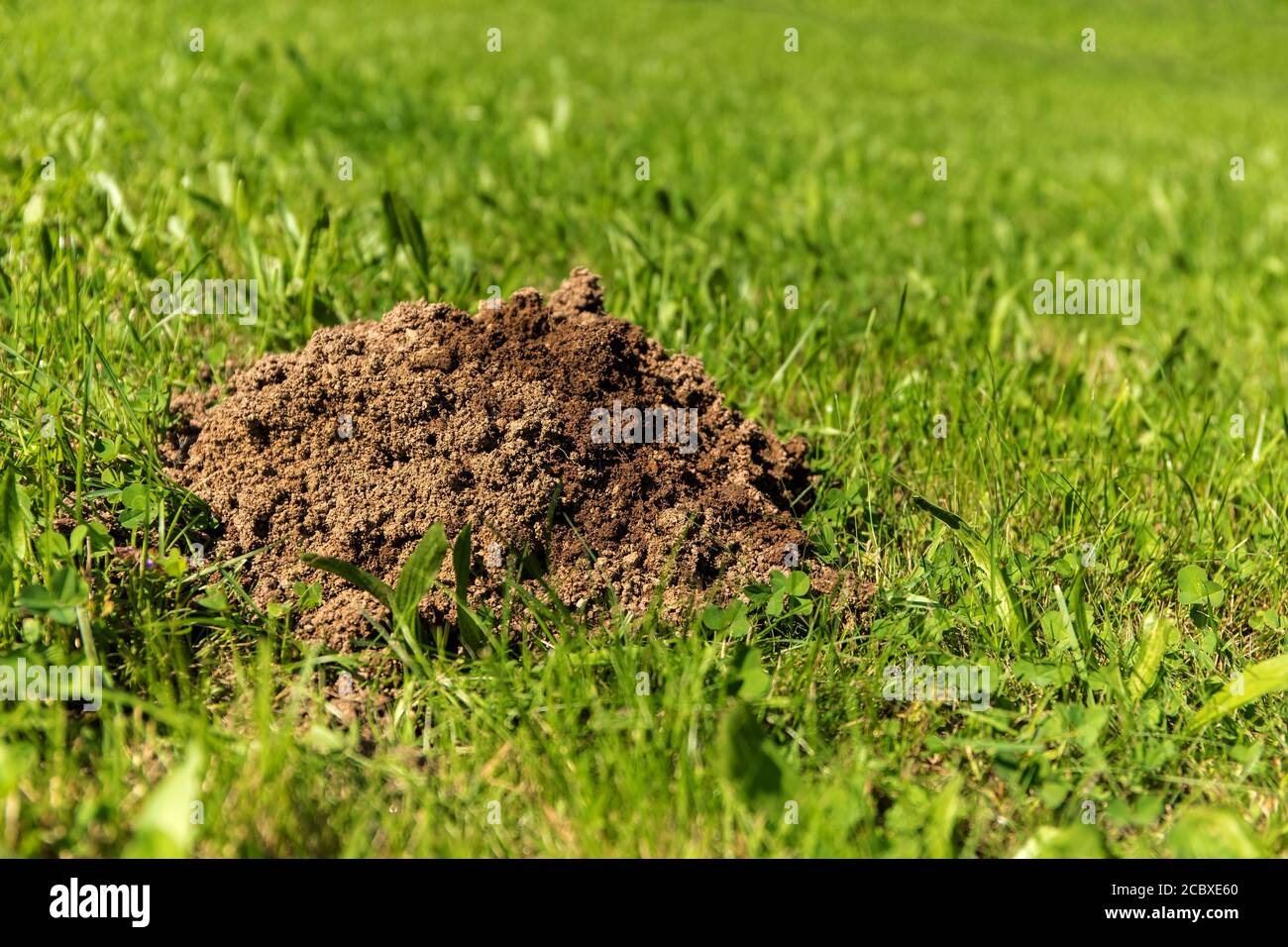 Frische Maulwurfshügel auf einer Gartenwiese. Molehills auf Rasen im Garten. Beschädigter Rasen. Stockfoto