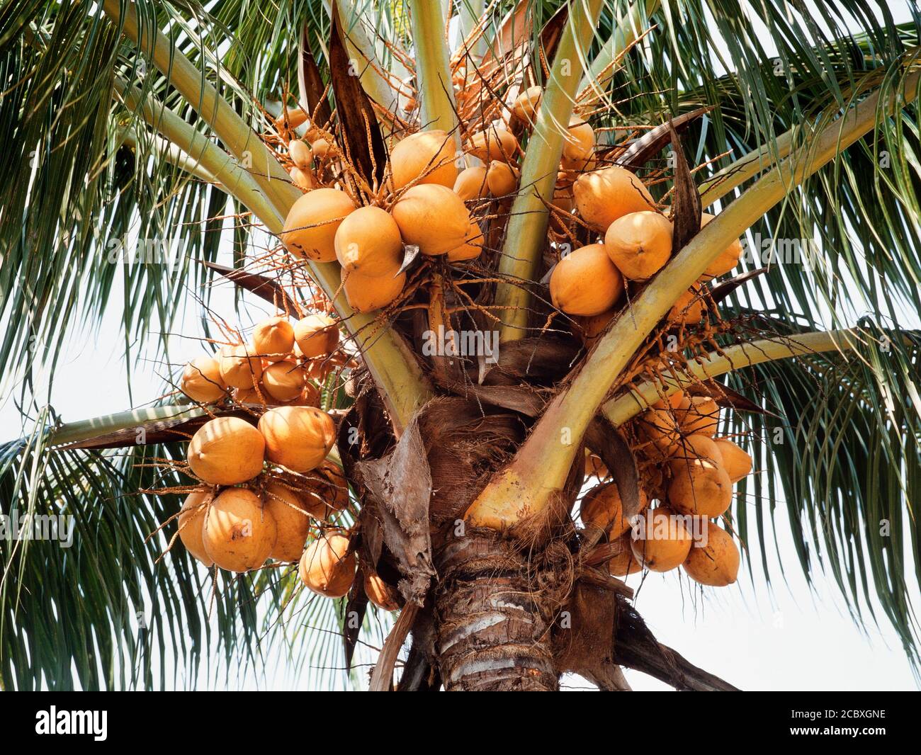Reifende Kokosnüsse auf einem Baum, Cocos nucifera, Malaysia Stockfoto