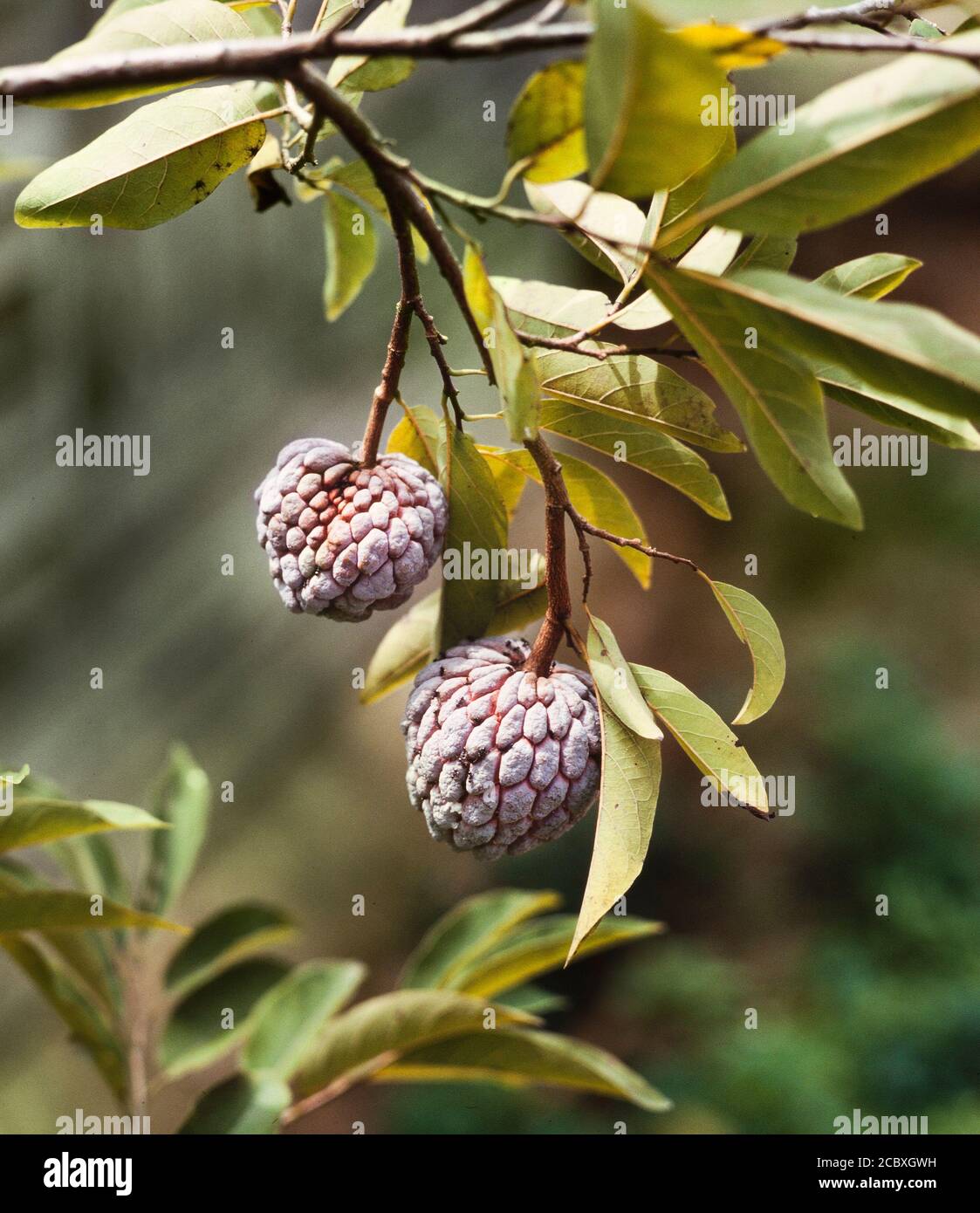 Europäische Lychee Frucht, ein Verwandter der chinesischen Litschi Stockfoto