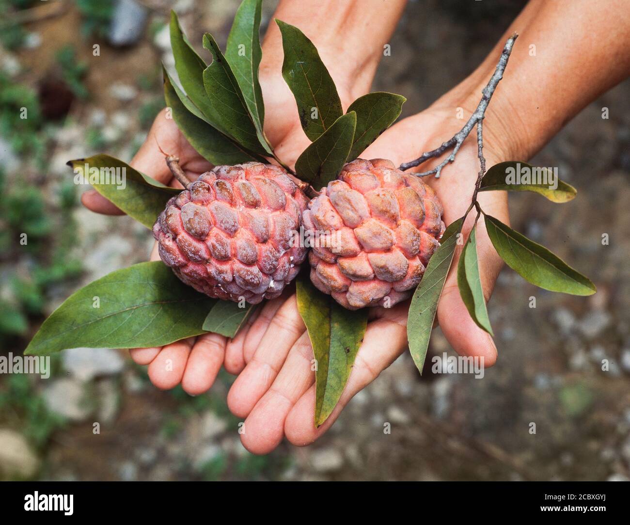Europäische Lychee Frucht, ein Verwandter der chinesischen Litschi Stockfoto