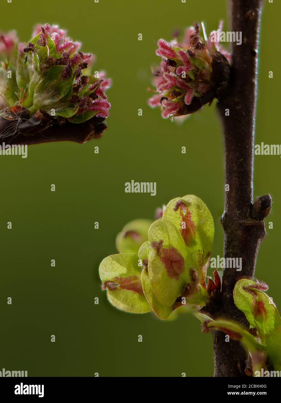 Blumen und sich entwickelnde Früchte der englischen Elm, Ulmus procera, im frühen Frühjahr. Stockfoto