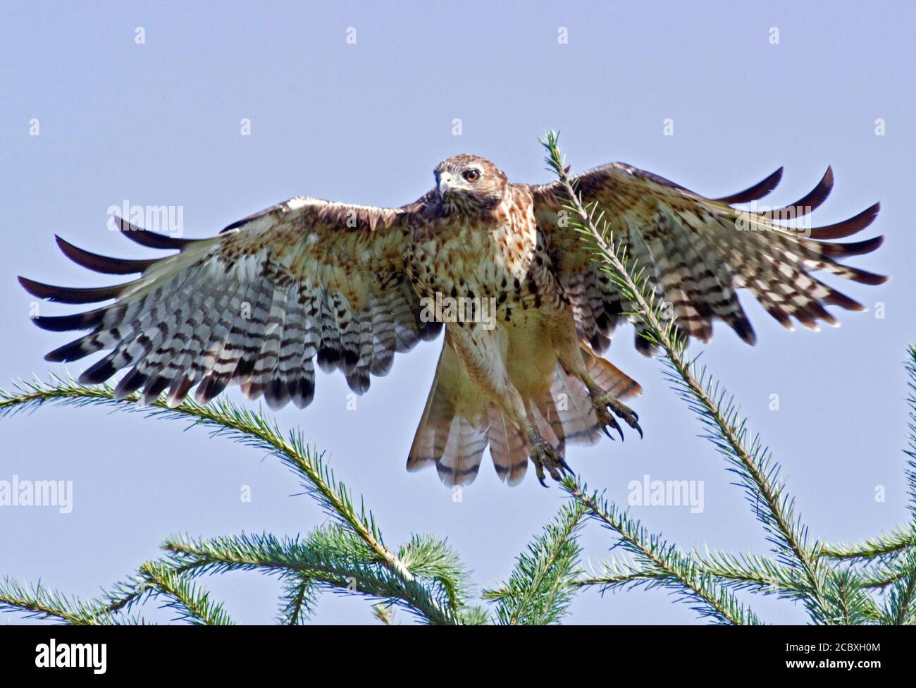 Red Tailed Hawk Stockfoto
