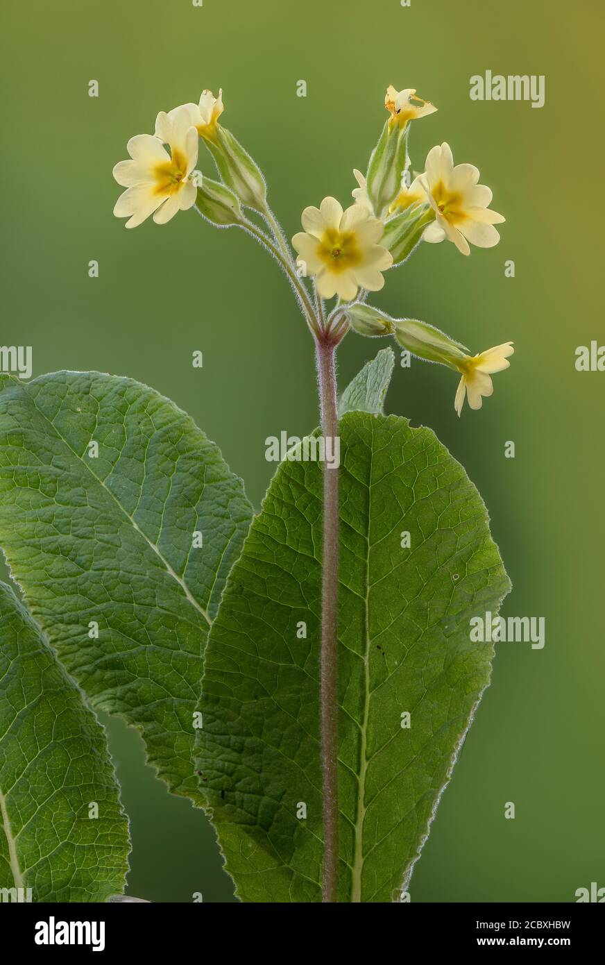 False Oxlip, Primula x polyantha, ein natürlicher Hybrid zwischen Primrose und Cowslip, blühend im Frühling. Stockfoto