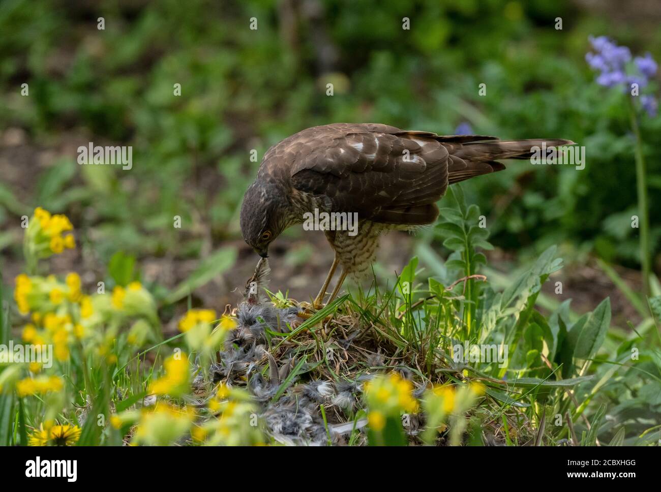 Weibchen Sparrowhawk, Accipiter nisus, mit vor kurzem getöteten Haus Sparrow, in Wildtiergarten. Stockfoto