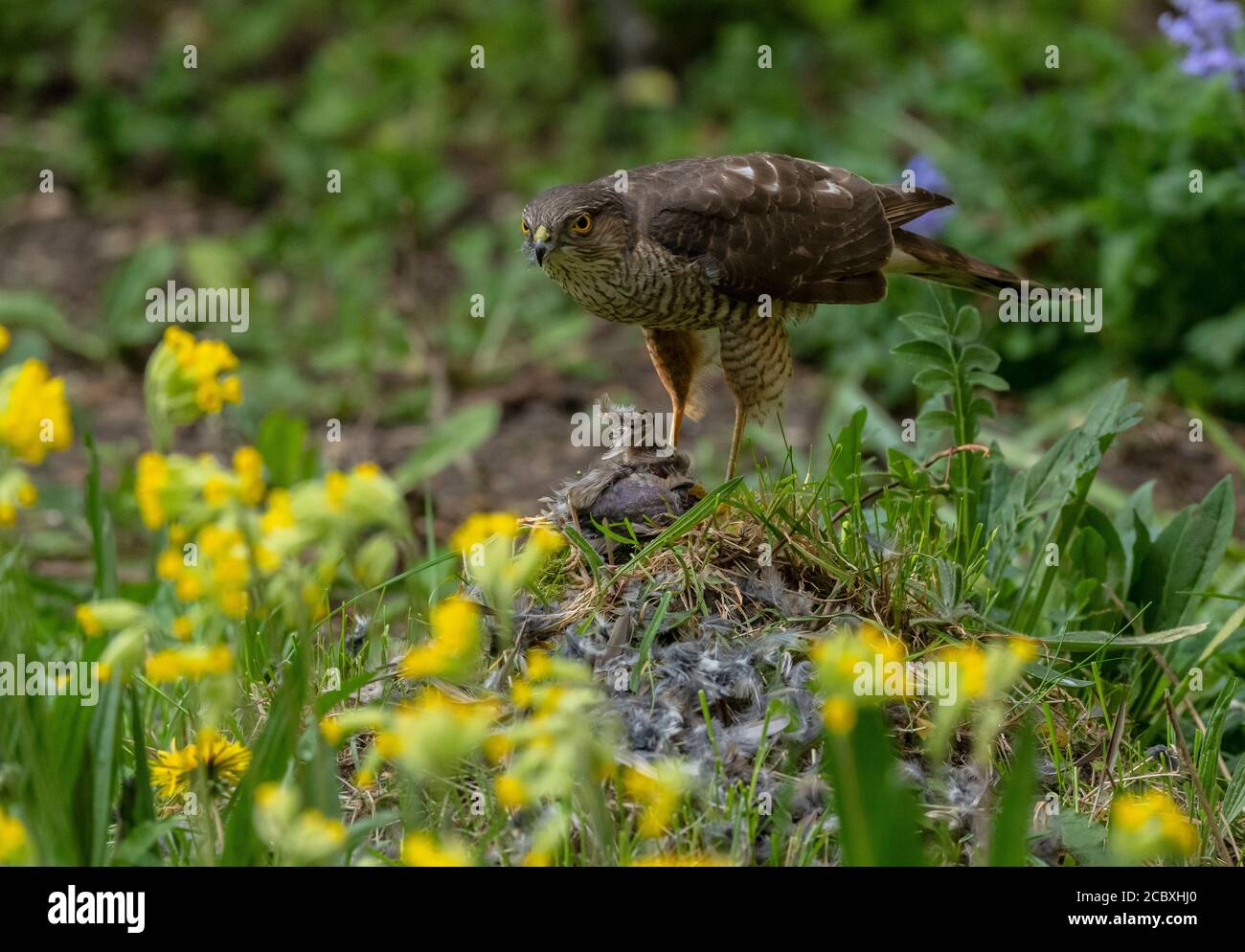 Weibchen Sparrowhawk, Accipiter nisus, mit vor kurzem getöteten Haus Sparrow, in Wildtiergarten. Stockfoto