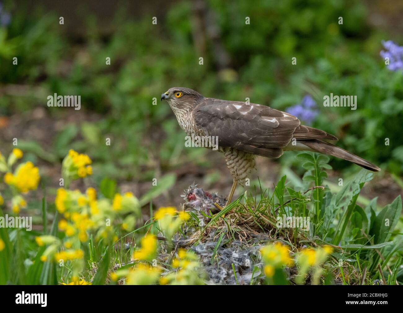 Weibchen Sparrowhawk, Accipiter nisus, mit vor kurzem getöteten Haus Sparrow, in Wildtiergarten. Stockfoto