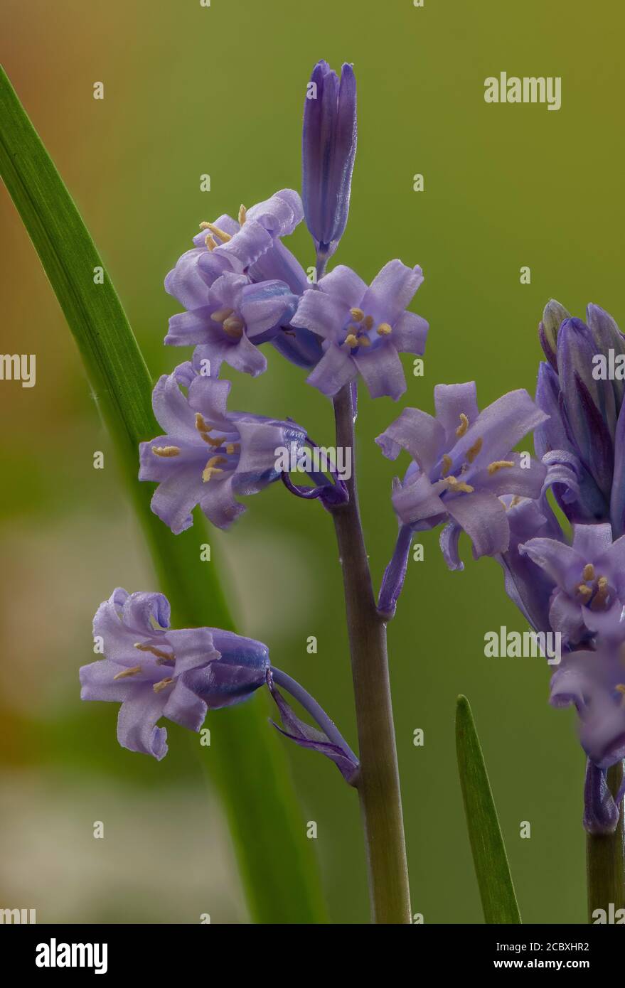 Bluebells, Hyacinthoides non-scripta in Blüte im Frühjahr, mit Creme Anthern, Stockfoto