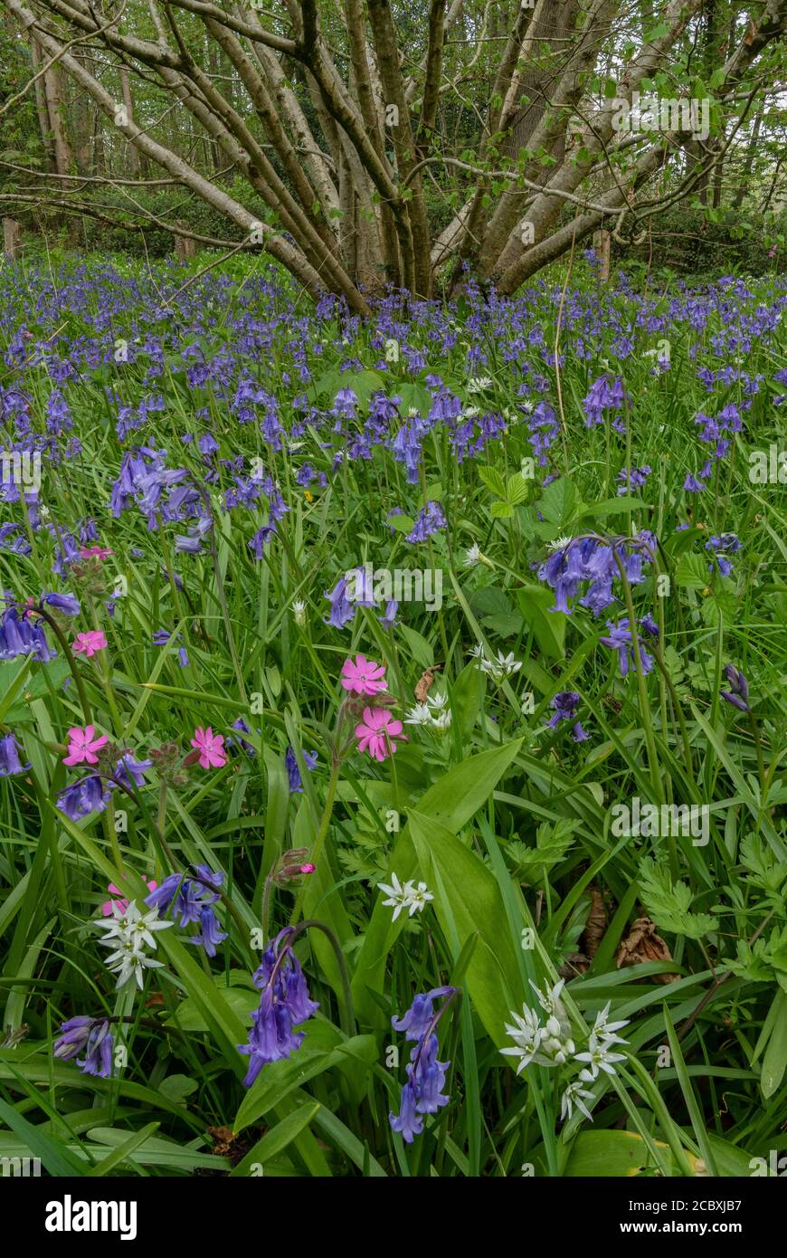 Frühling Waldblumen unter Hazel Coppice, vor allem Bluebells, Red Campion und Wild Garlic; Dorset. Stockfoto