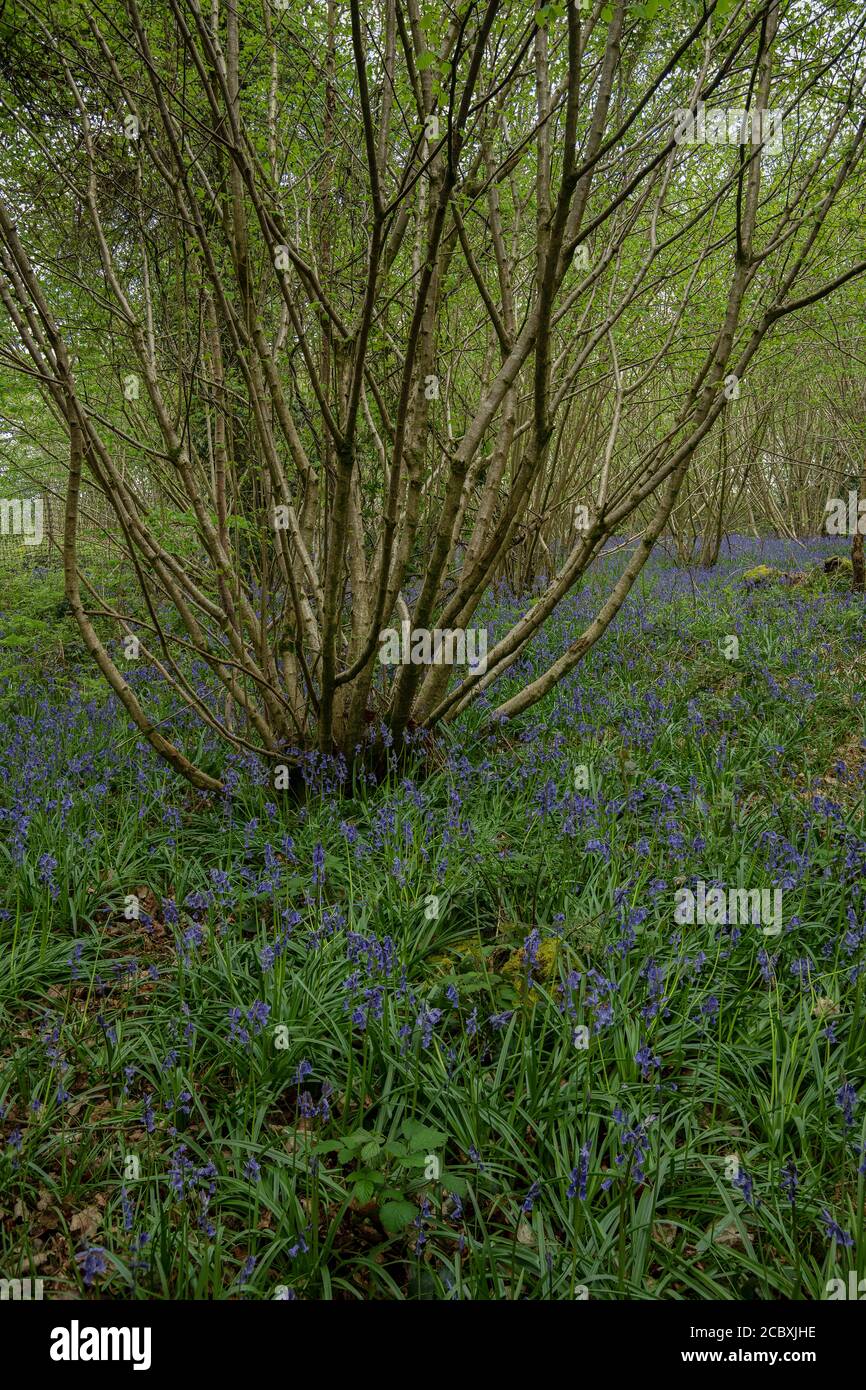 Bluebells in Hazel Coppice im Frühjahr in Ashley Wood, East Dorset. DWT Naturschutzgebiet. Stockfoto