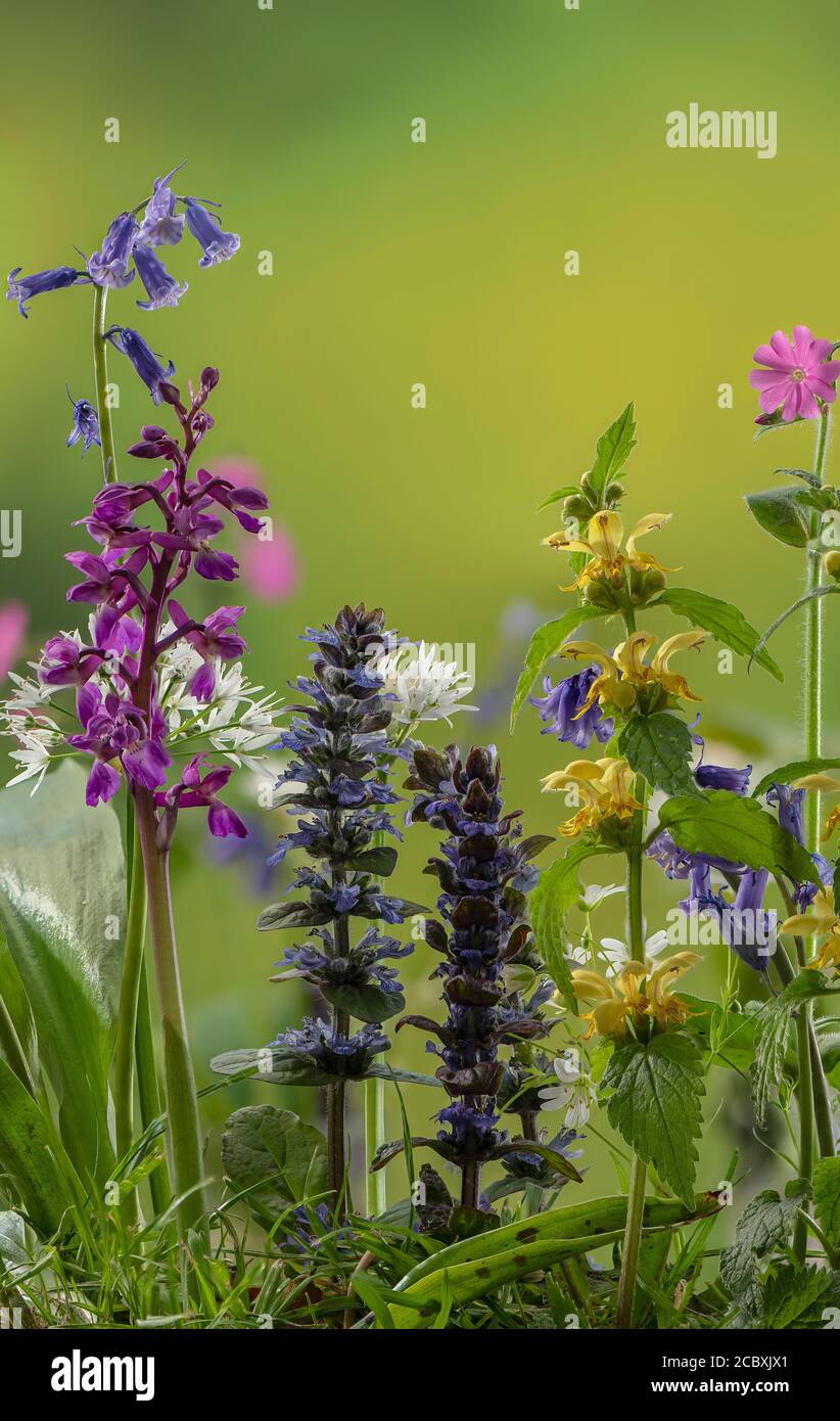 Frühlingsblumen in artenreichen Waldlichtungen, einschließlich Bugle, frühe Purple Orchid, Bluebells, Gelber Erzengel und Red Campion. Dorset. Stockfoto
