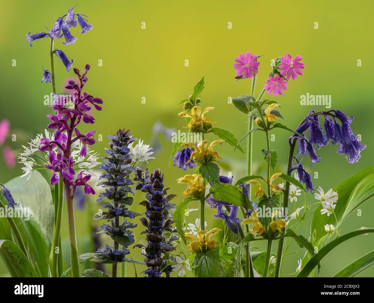 Frühlingsblumen in artenreichen Waldlichtungen, einschließlich Bugle, frühe Purple Orchid, Bluebells, Gelber Erzengel und Red Campion. Dorset. Stockfoto