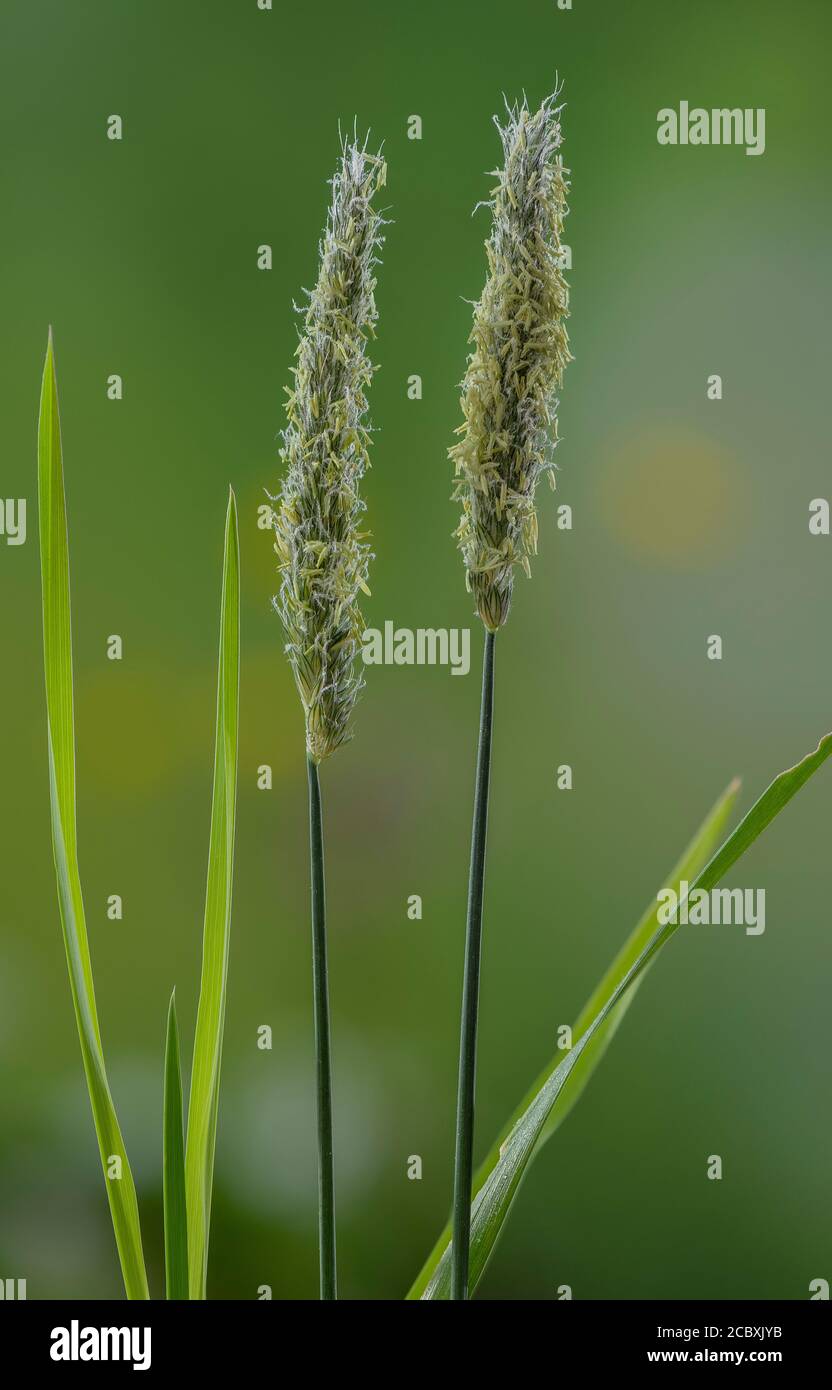 Wiesenfuchsschwanz, Alopecurus pratensis, blhende Wiese im Frhling  Stockfotografie - Alamy