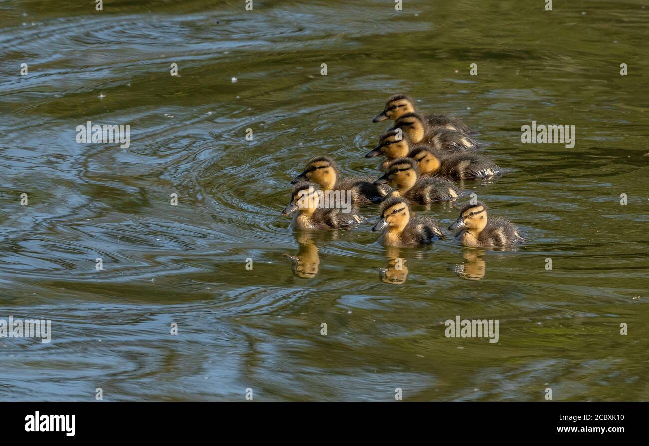 Mallard, Anas platyrhynchos, Enten, neu geschlüpft im Frühjahr auf dem Fluss Stour. Stockfoto