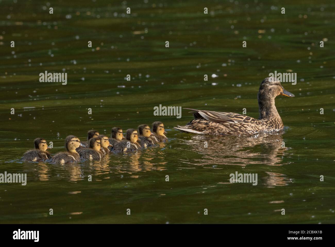 Weibliche Mallard, Anas platyrhynchos, mit neu geschlüpften Enten auf dem Fluss im Frühjahr. Stockfoto