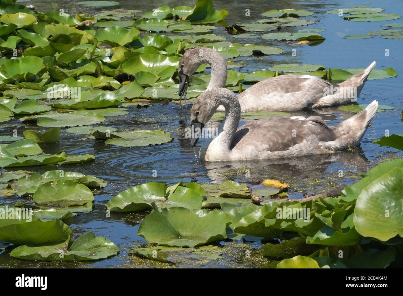Stute Schwan und Jugendliche im Sumpfland im Sommer Stockfoto