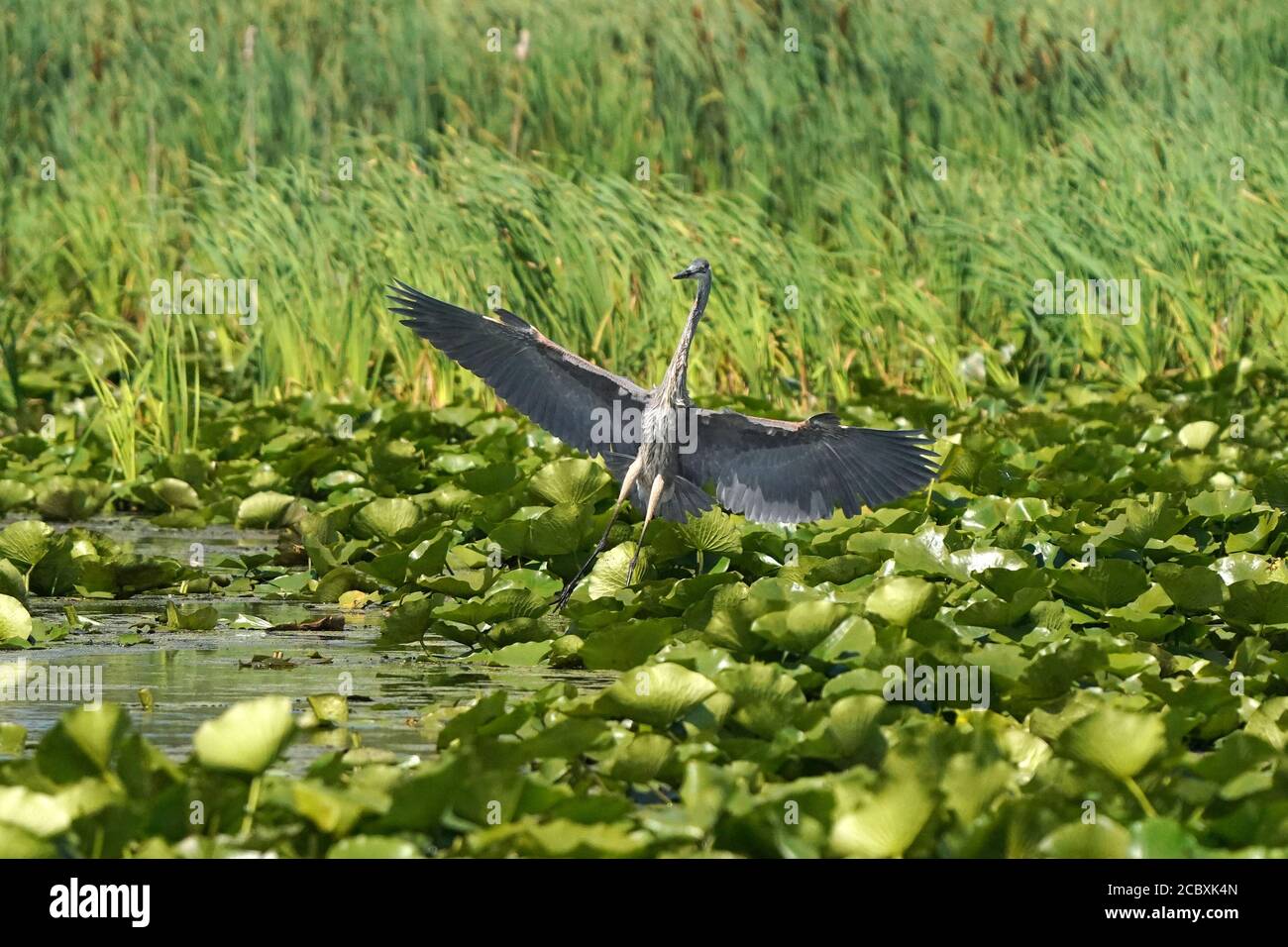 Great Blue Heron Angeln in Sumpf Stockfoto