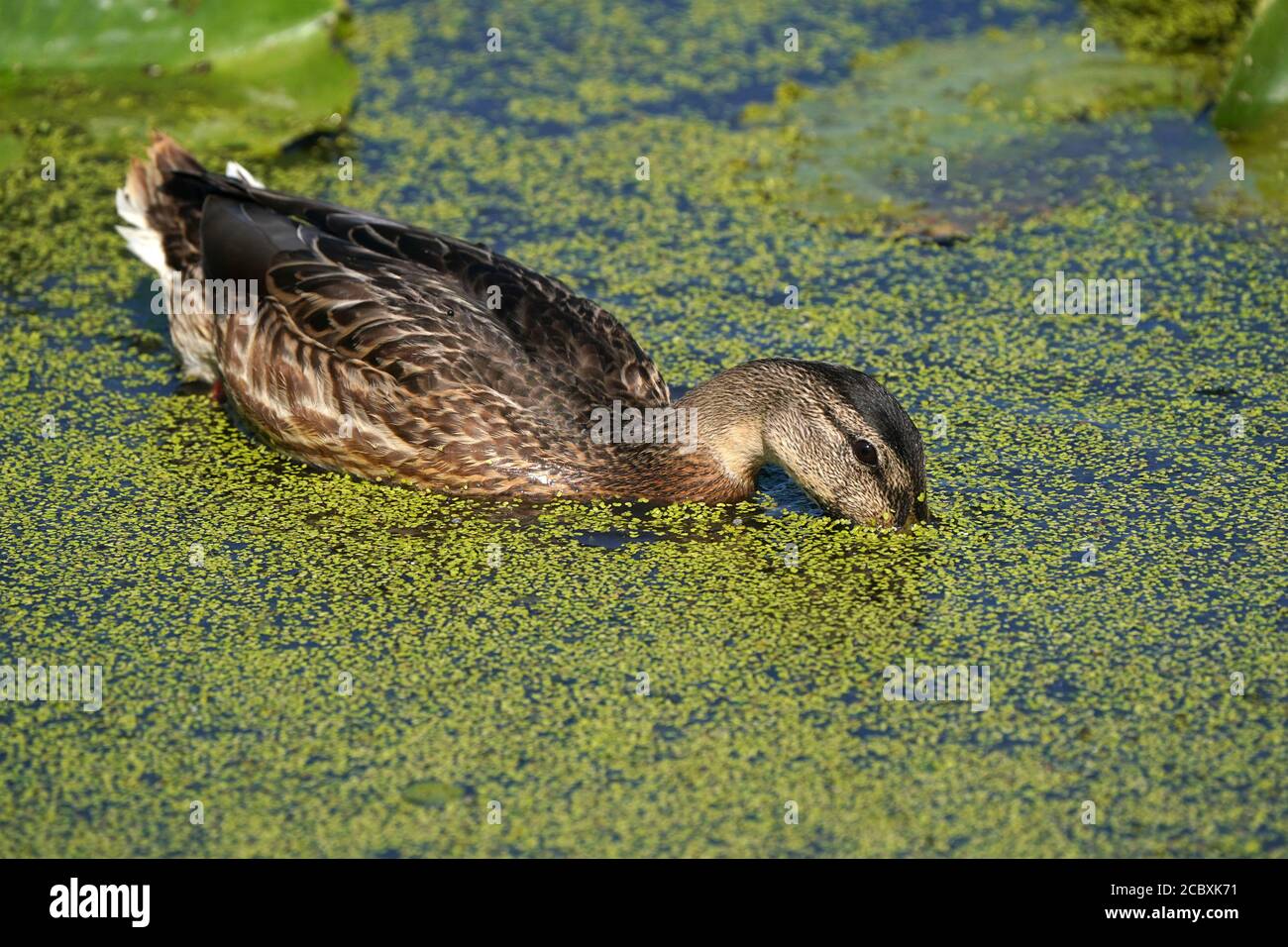 Mallard Babys und Erwachsene essen Entenkraut Stockfoto