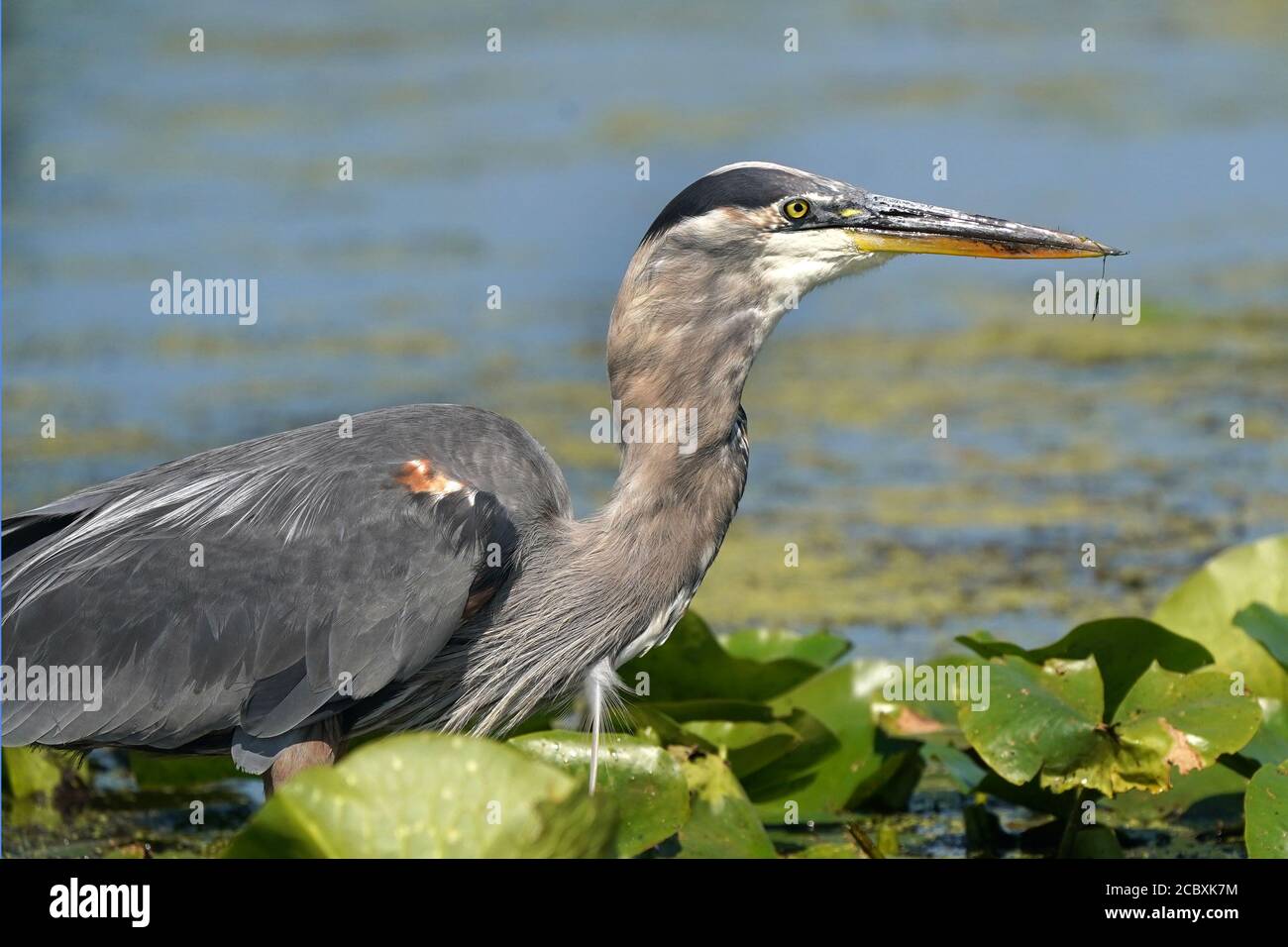 Great Blue Heron Angeln in Sumpf Stockfoto