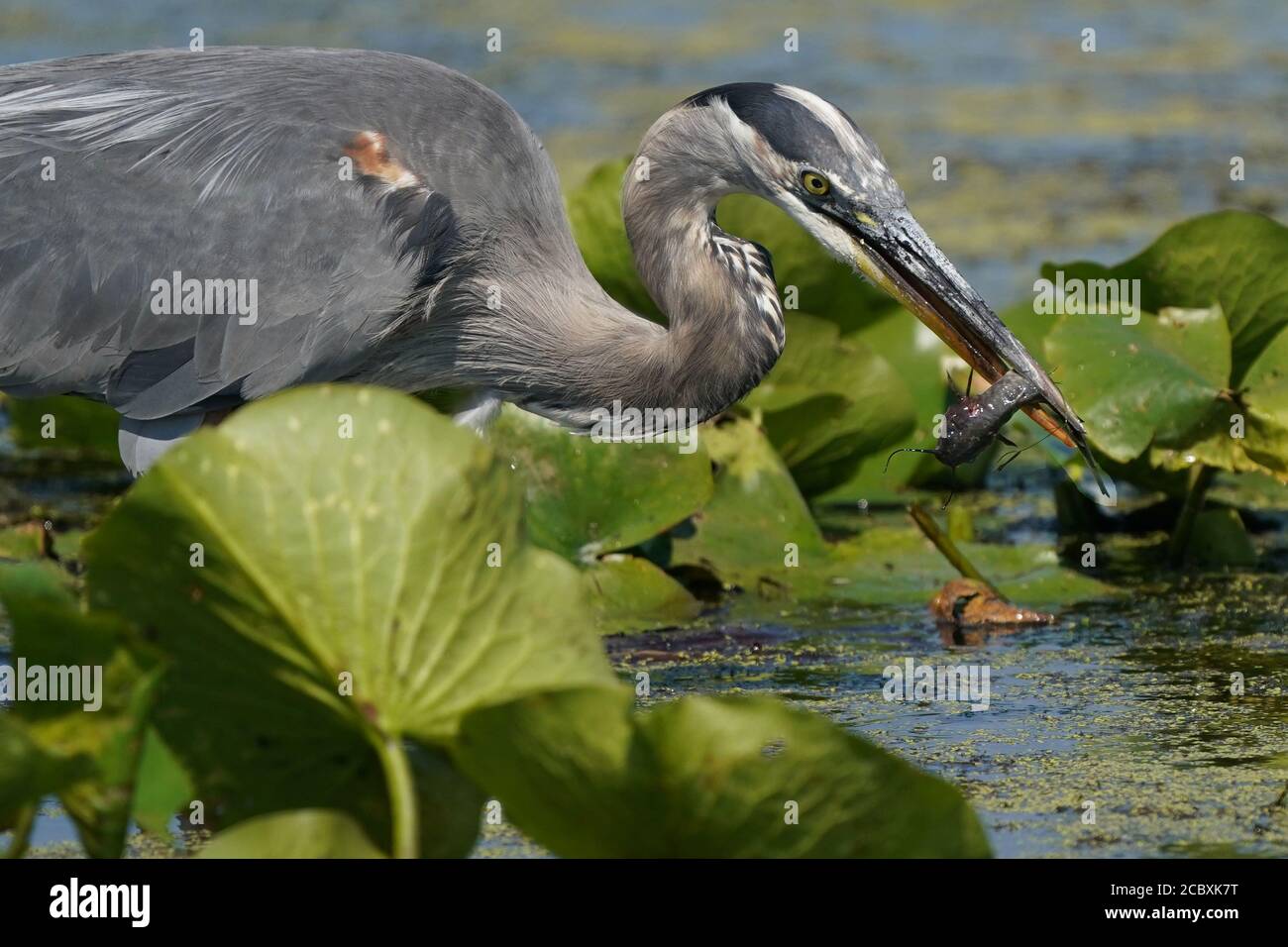 Great Blue Heron Angeln in Sumpf Stockfoto