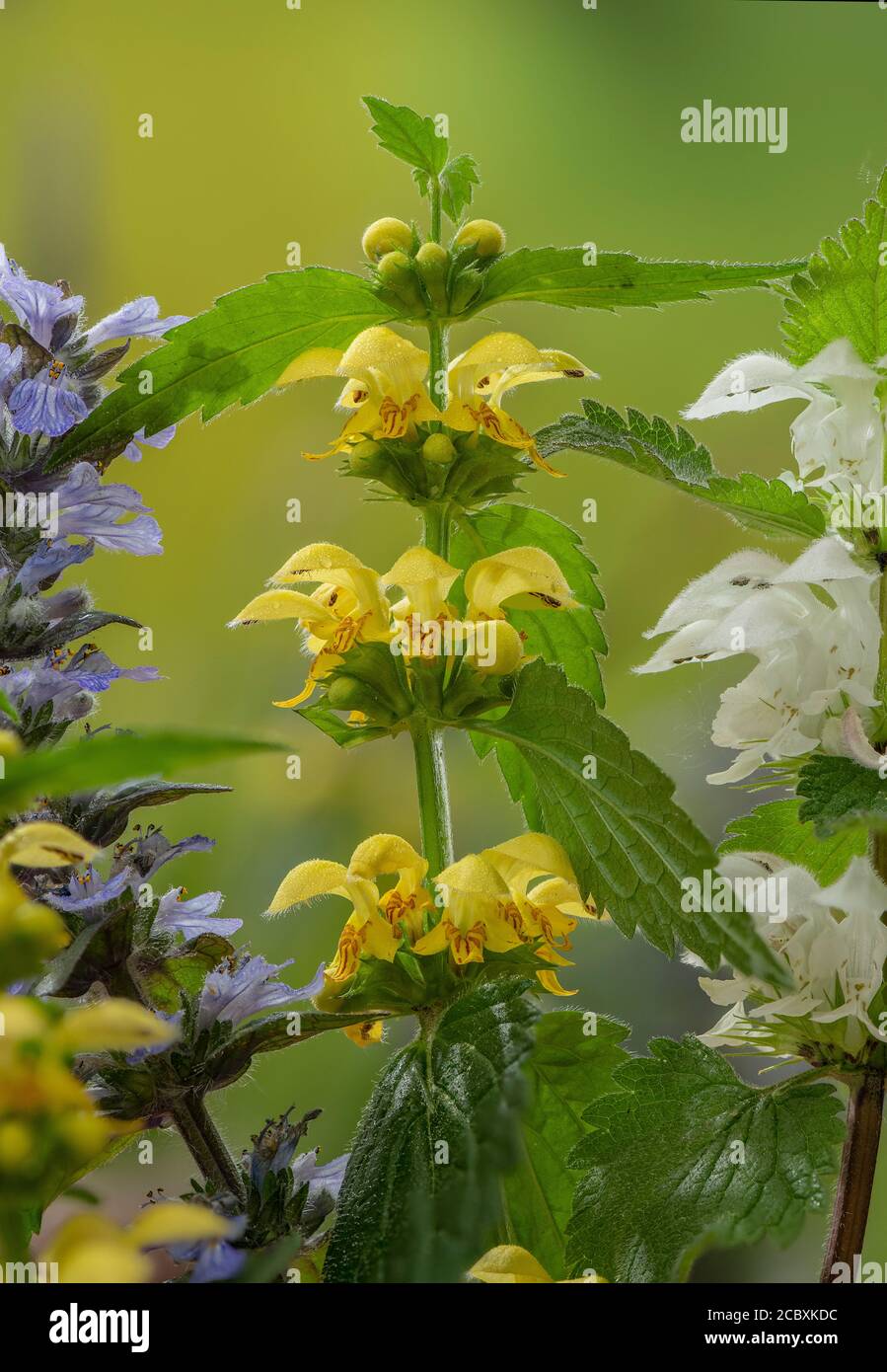 Gelber Erzengel, Lamiastrum galeobdolon ssp montanum, blühend im Wald mit weißer Totennessel und Bugle im Frühjahr. Dorset. Stockfoto