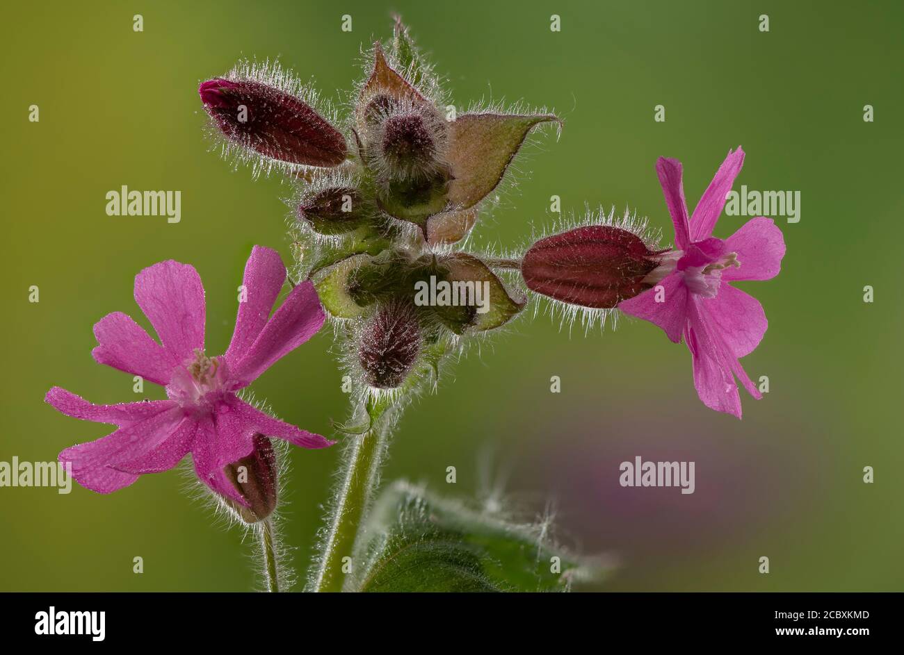 Männliche Blüten von Red campion, Silene dioica im Frühjahr. Stockfoto