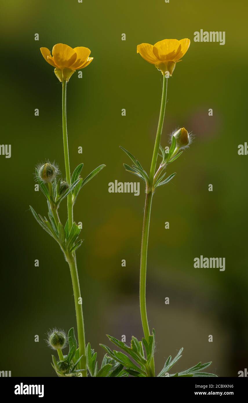 Knollenfalter, Ranunculus bulbosus, blühend auf der Wiese, mit reflexartigen Sepalen. Stockfoto