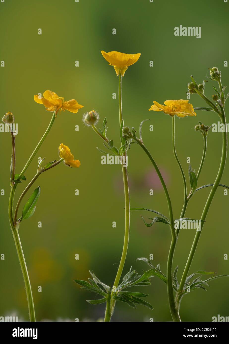 Britains drei häufige Buttercups: Kriechender Buttercup (links), Knollenbutterbecher (Mitte) und Wiesenfalterbecher (rechts). Stockfoto
