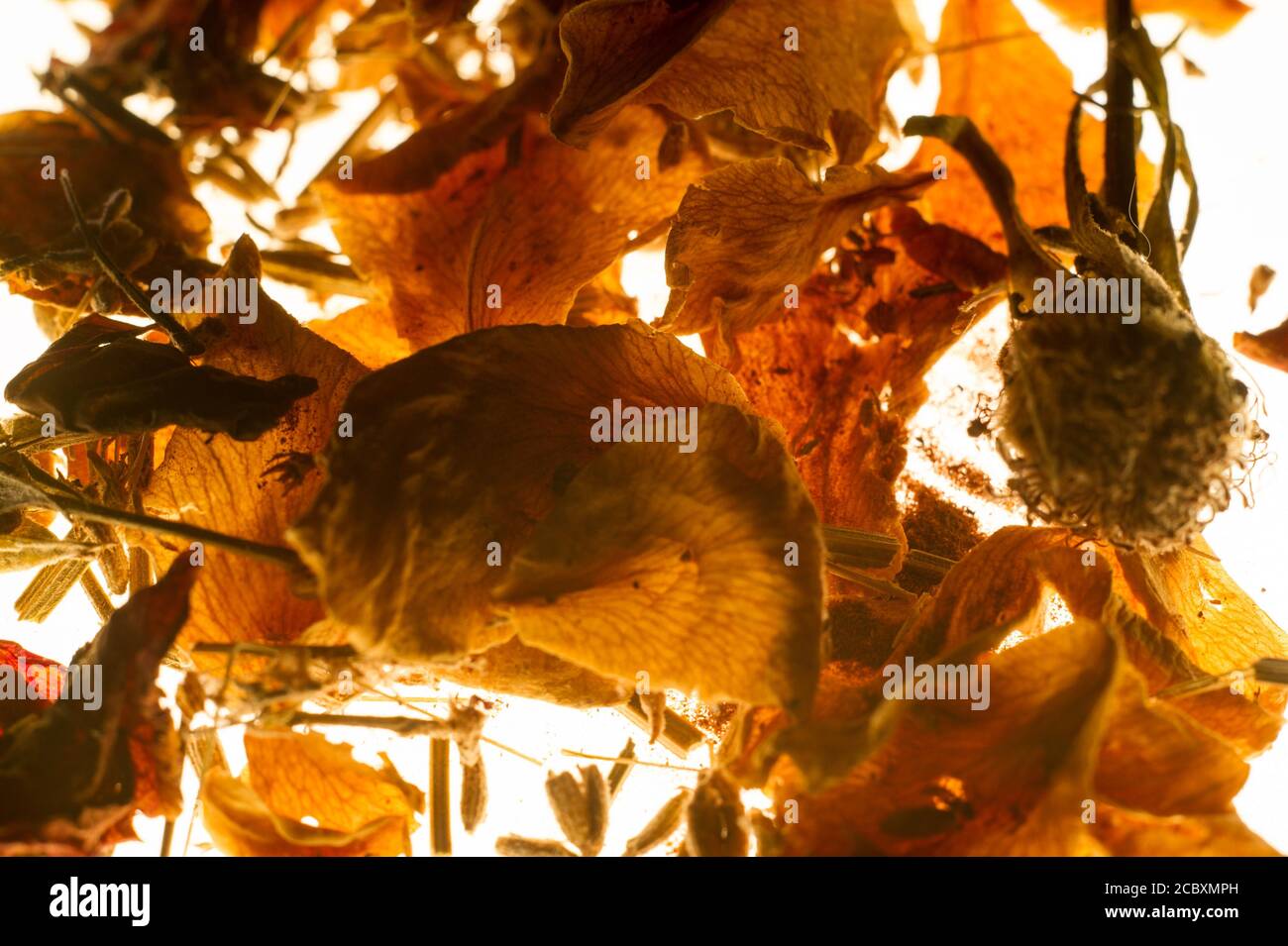 Ein Potpourri ist eine Komposition aus getrockneten Blütenblättern und ätherischen Ölen, die normalerweise zum Parfümieren oder Verzieren von Räumen verwendet werden. Stockfoto