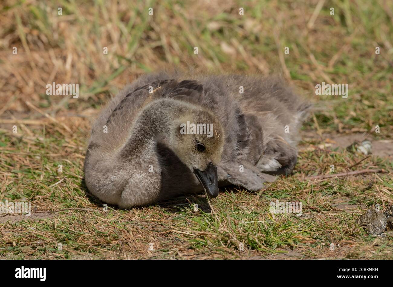 Junge Kanadagans, Branta canadensis, die sich auf Gras ernährt. Stockfoto