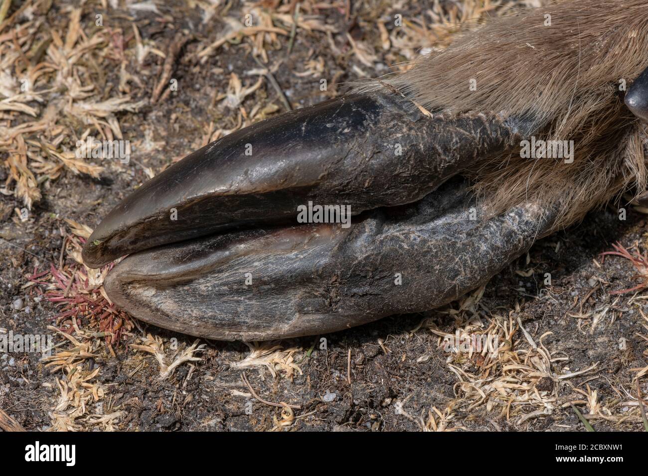 Sika-Hirsch-Huftier. Dorset. Cervus nippon. Stockfoto