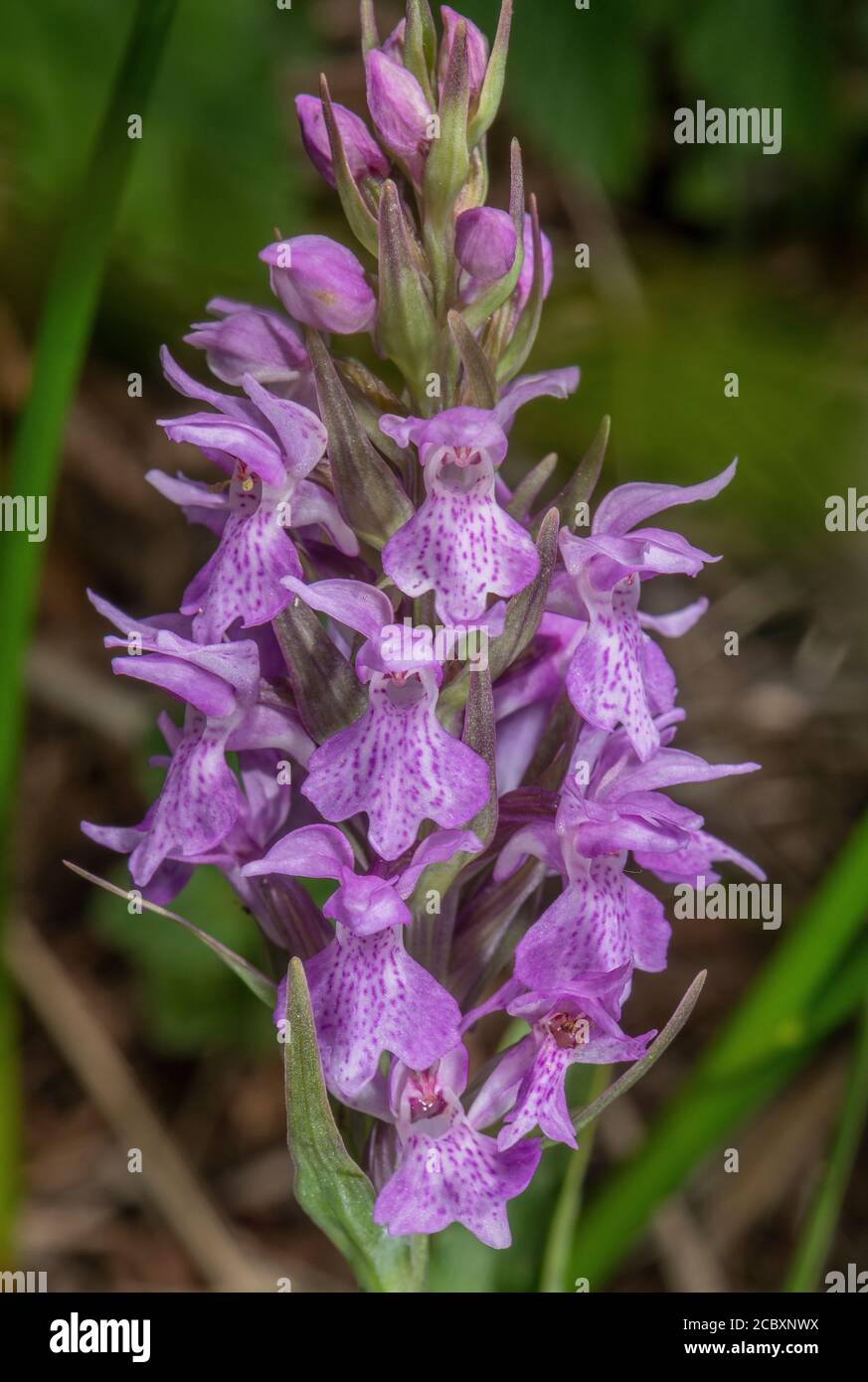 Südliche Sumpforchidee, Dactylorhiza praetermissa, in Blüte im feuchten Grasland, Dorset. Stockfoto