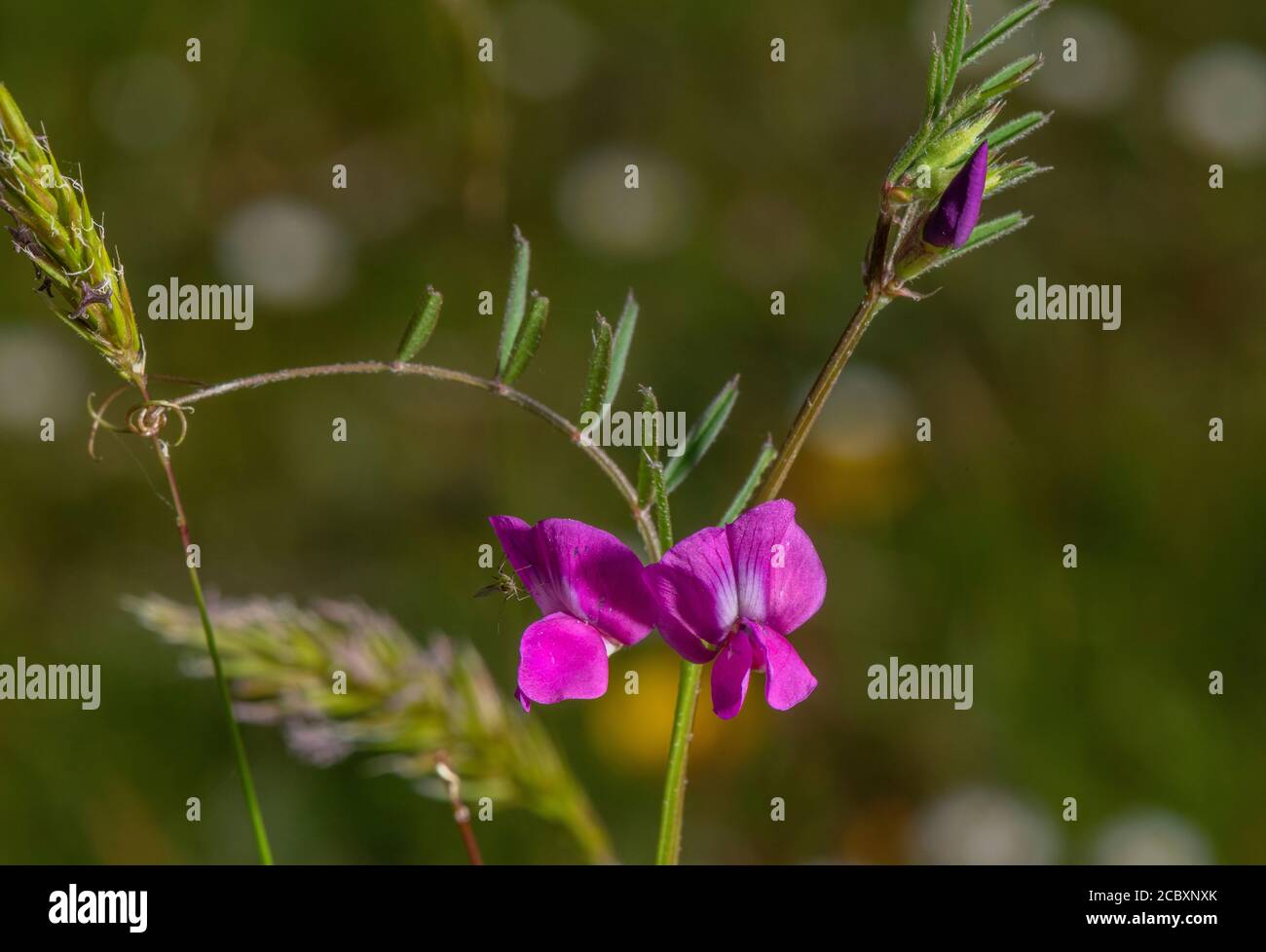 Gemeiner Vetch, Vicia sativa ssp. nigra, blühend auf sandiger Heide, Dorset. Stockfoto