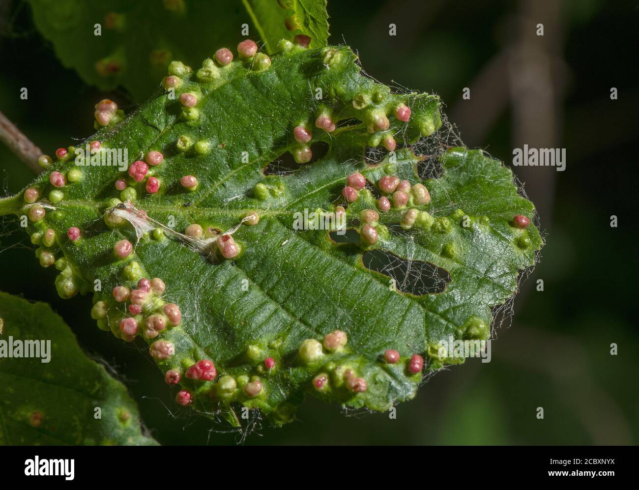 Erlengallmilbe, Eriophyes laevis, Gallenaugen auf gemeinem Erlenblatt. Dorset. Stockfoto