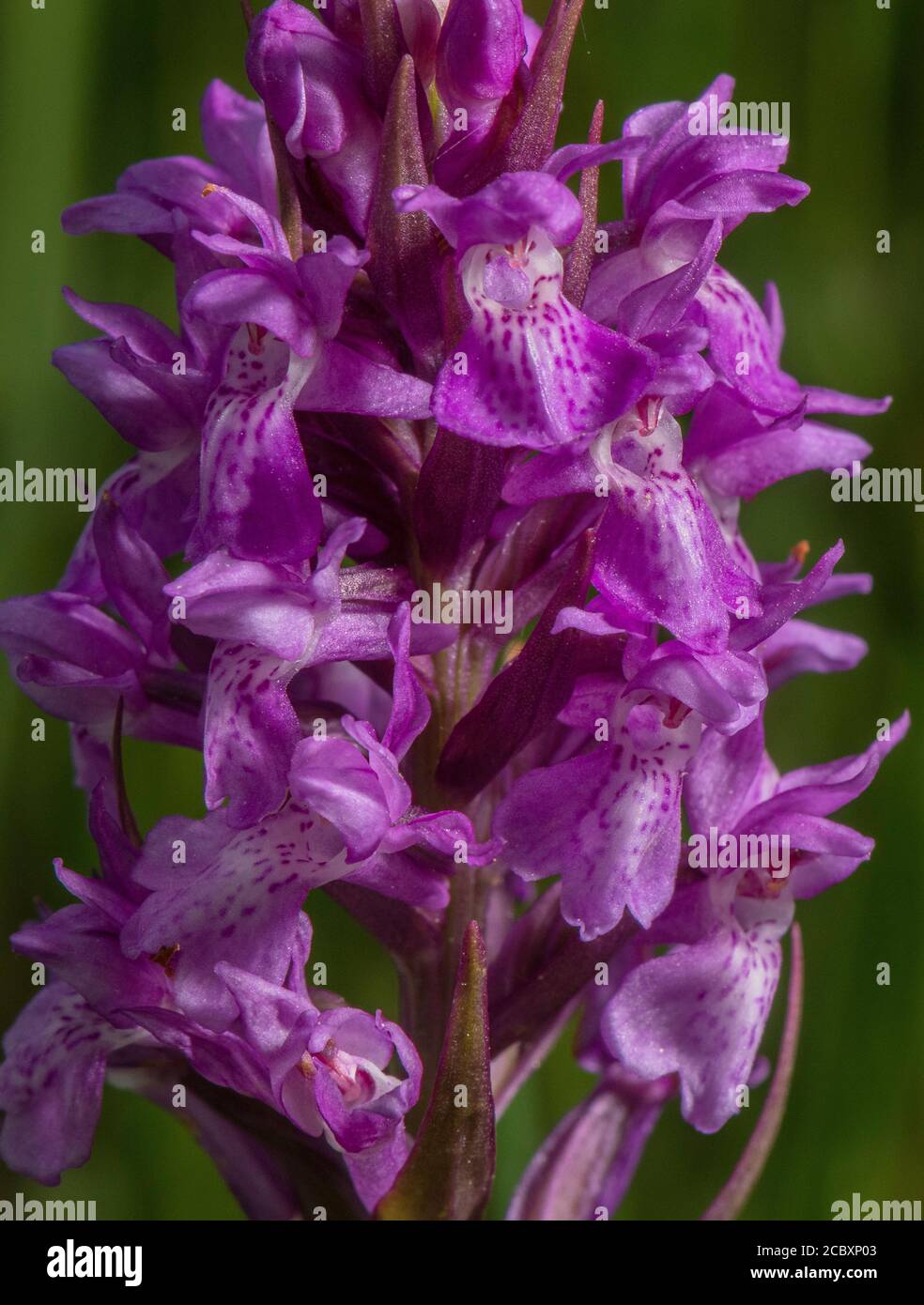 Frühe Marsh-Orchidee, Dactylorhiza incarnata ssp pulchella, blühend in alten Wiesen, Purbeck, Dorset. Stockfoto