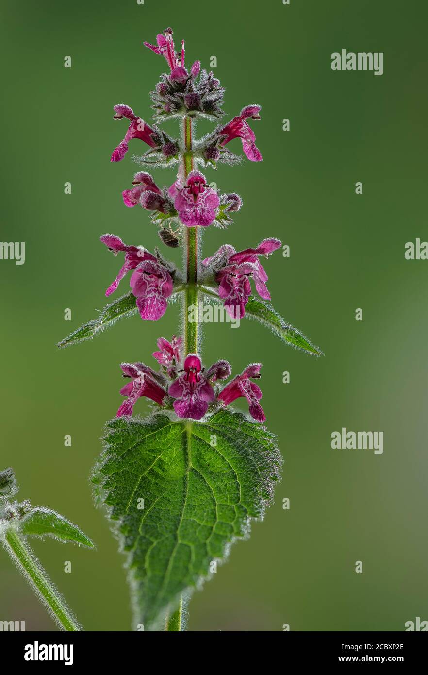 Heckenwundkraut, Stachys sylvatica, blühend am Waldrand. Stockfoto