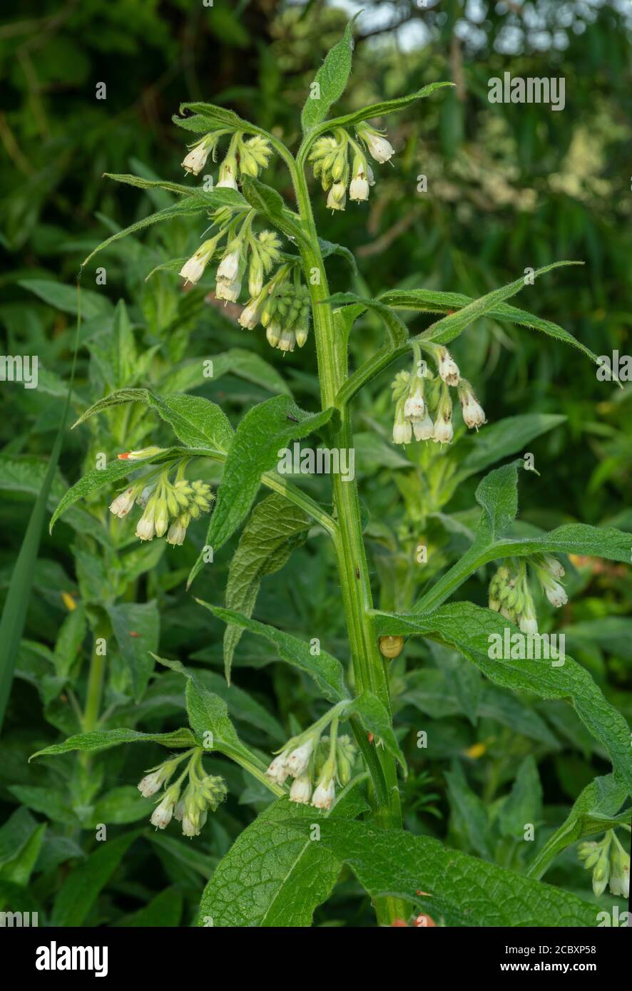 Gemeine Beinwell, Symphytum officinale, Creme Form, in Blüte auf feuchten Flussufer. Dorset. Stockfoto