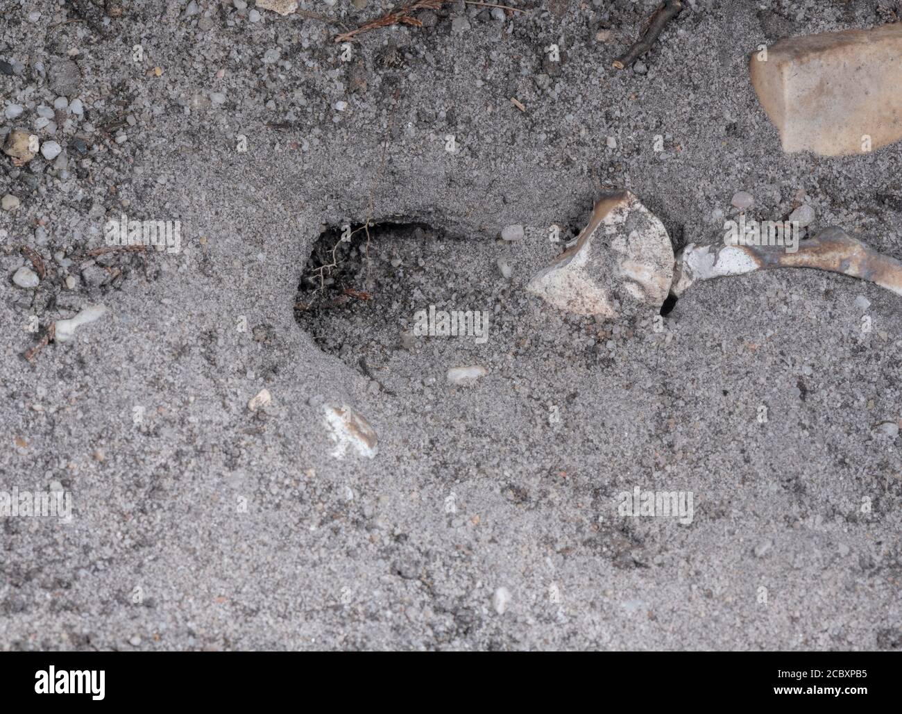 Sandeidechse, Lacerta agilis, eierlegende Loch in Sand, auf Dorset Heide. Stockfoto