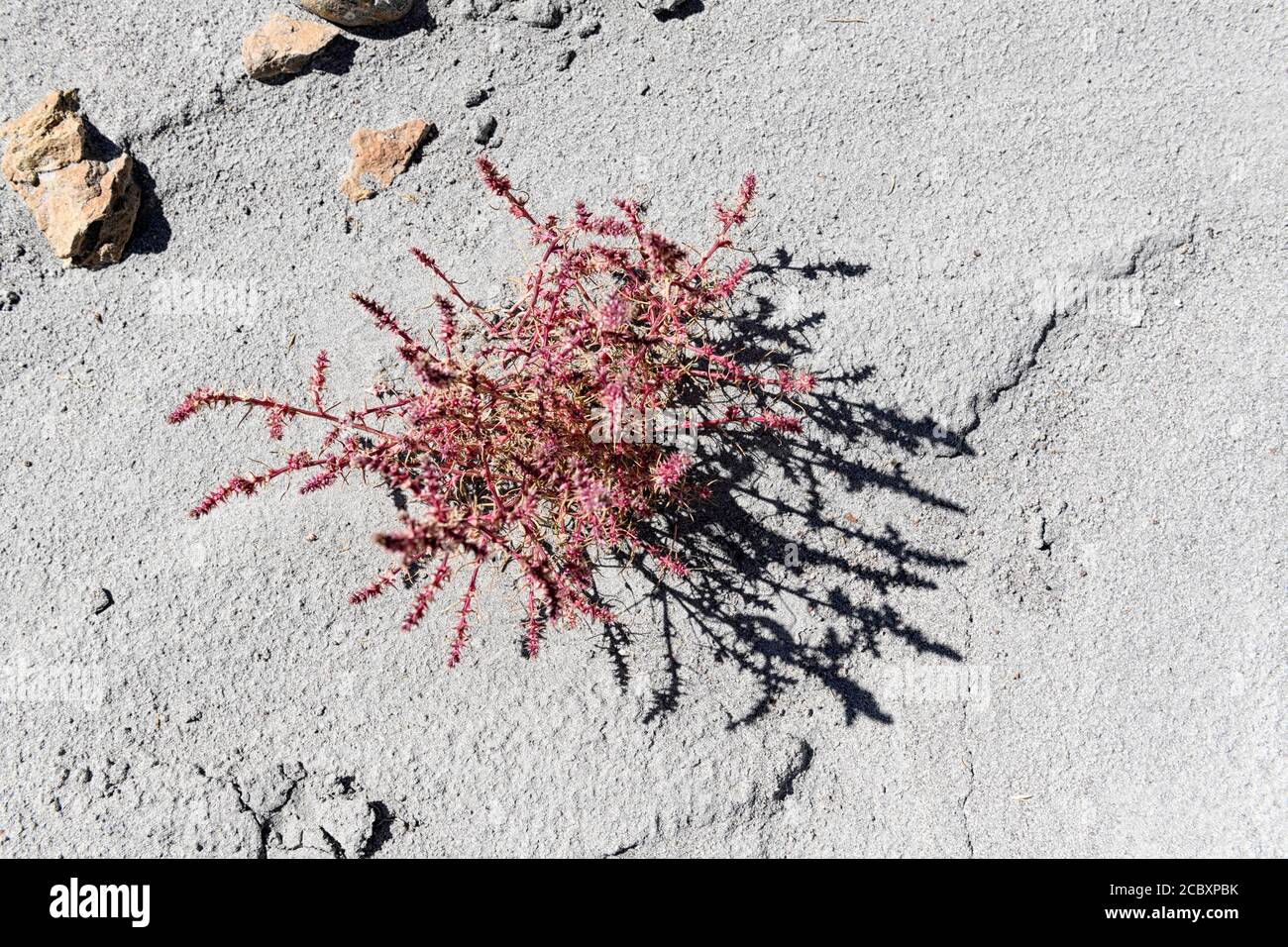 Rosa kali-Tragus oder russische Distel, Windwitch, gewöhnliches Salzkraut und Tumbleweed Stockfoto