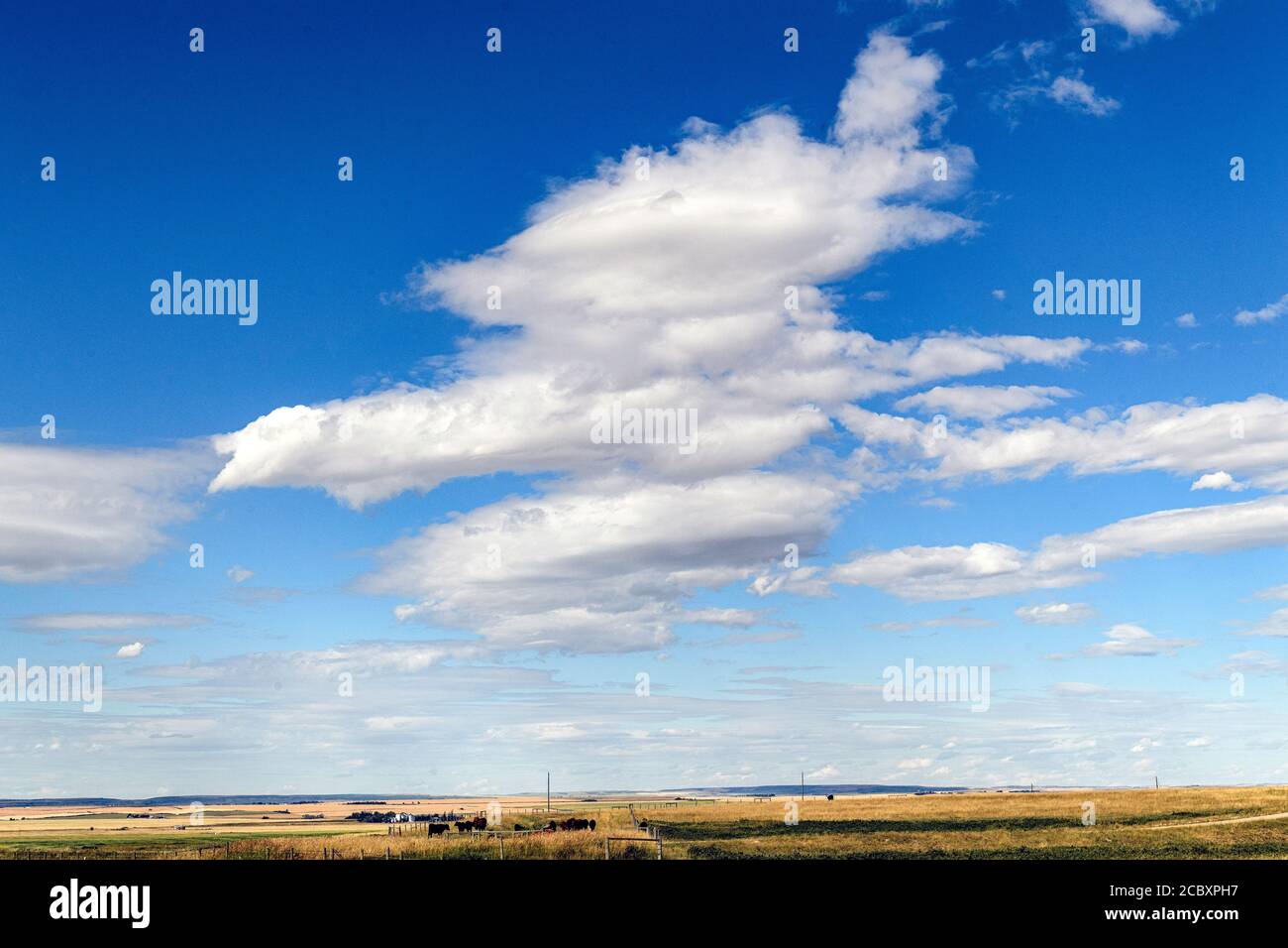 Eine anthropomorphe Wolkenbildung in Form eines fliegenden Vogels über dem Viehland (Pareidolia) Stockfoto