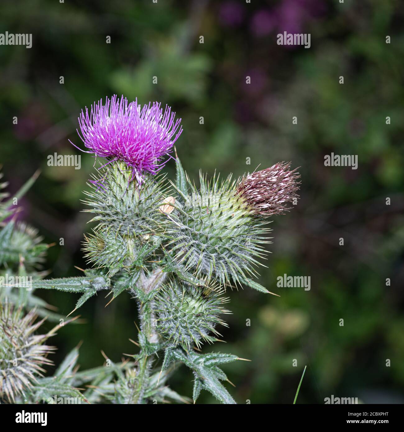 National Flower Of Scotland Stockfotos Und Bilder Kaufen Alamy