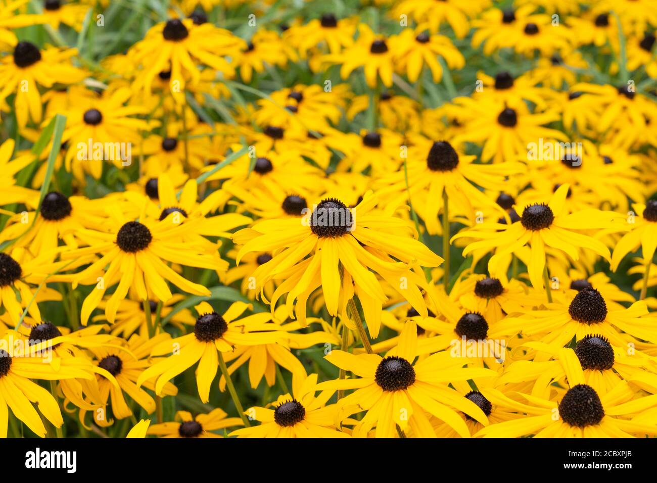 Gelbe Kegelblüten, Rudbeckia fulgida ''Goldsturm'' (auch Goldkegelblume oder Black Eyed Susan) wächst in Niederösterreich Stockfoto