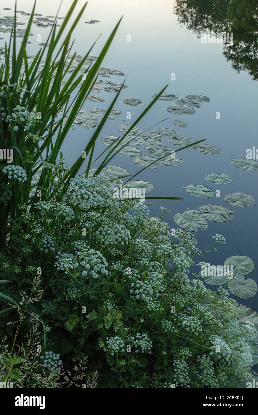 Hemlock Wasserpfropfwort, Oenanthe crocata, blühend, am Flussufer wachsend. Dorset. Stockfoto