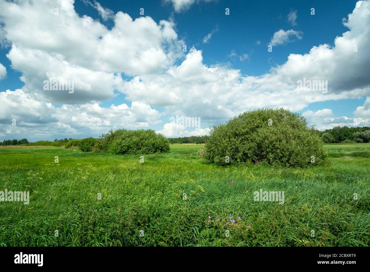 Sträucher auf einer grünen Wiese und weiße Wolken auf der Blauer Himmel Stockfoto